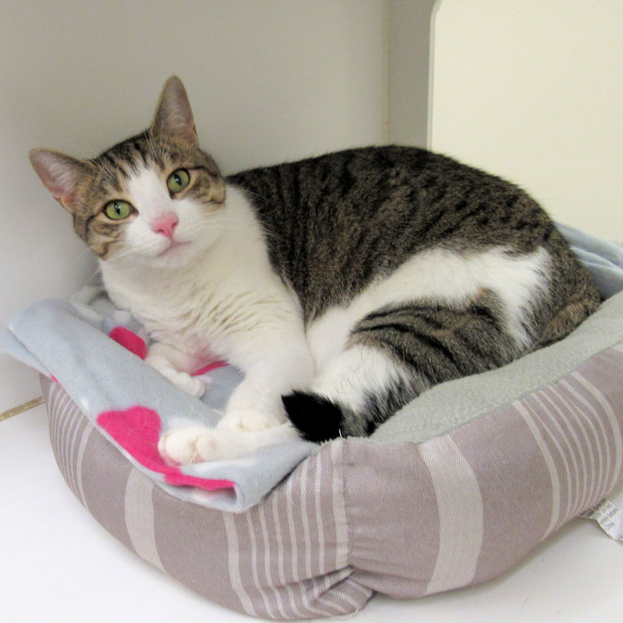 Indian River County Pet of the Week - Week of March 26, 2021